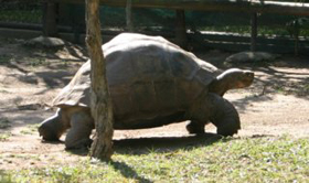 Tortue des Galapagos - Absolu Voyages
